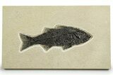 Uncommon Fish Fossil (Mioplosus) - Wyoming #370874-1